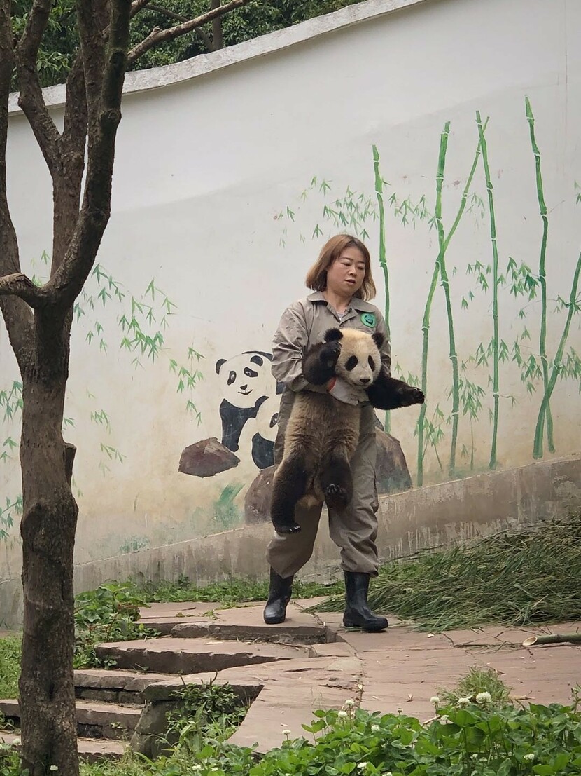 “Chị gấu trúc” Mã Thanh Tùng “Chị gấu trúc” Mã Thanh Tùng_fororder_tung2