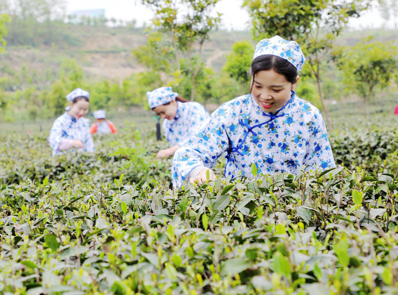 OK 有修改【河南供稿】南阳市内乡县：“云上”茶园致富忙