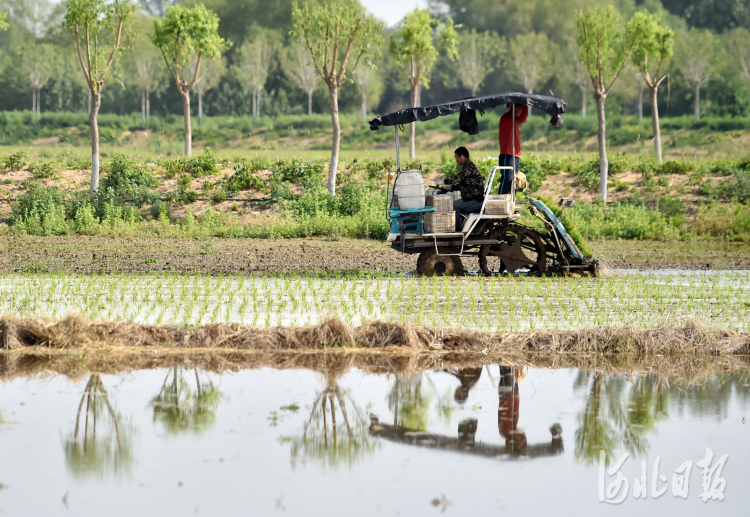 河北灵寿：滹沱河畔水稻种植忙