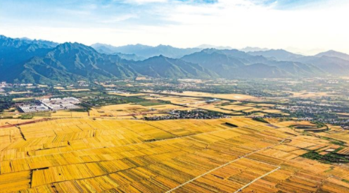 金色的麦田与不远处的秦岭构成一幅壮美的丰收画卷_fororder_微信图片_20210531090211