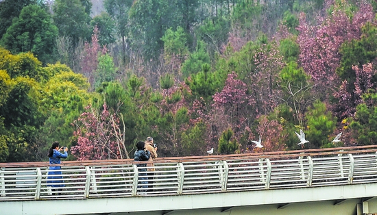 （转载）成都绿道 观鸟天堂