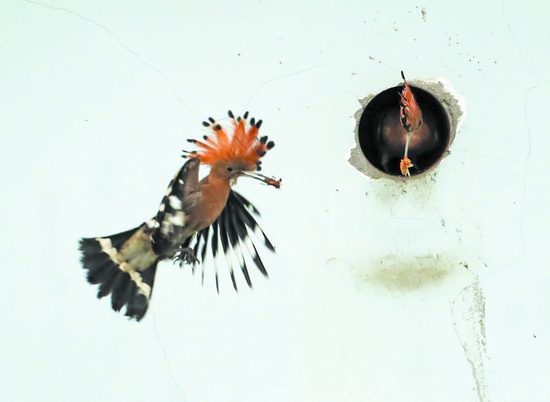 （转载）成都绿道 观鸟天堂