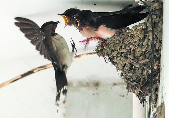 （转载）成都绿道 观鸟天堂