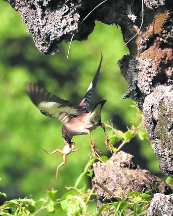 （转载）成都绿道 观鸟天堂