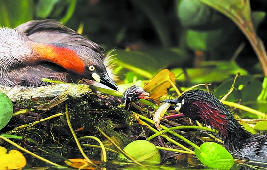 （转载）成都绿道 观鸟天堂
