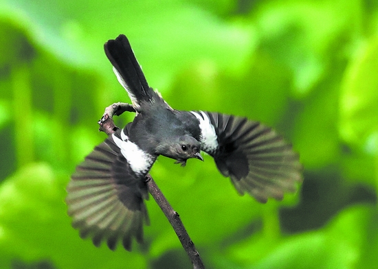 （转载）成都绿道 观鸟天堂