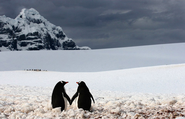 照片中的两只企鹅双手"摆出"了心形哦!