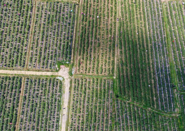 เมืองลี่หยาง – บลูเบอร์รี่เล็ก สร้างเศรษฐกิจใหญ่_fororder_江苏溧阳1_副本