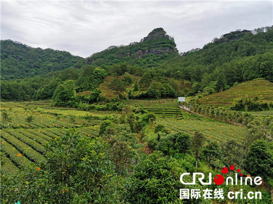 【中国有约】福建武夷山: 茶文旅融合发展 踏出乡村振兴好路子_fororder_04