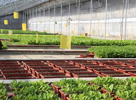 富景农业并购计划确定 打造全球O2O蔬菜商业
