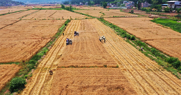 德阳中江:38余万亩小麦喜获丰收