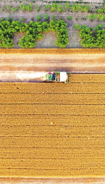 丰收中国的河南贡献和奉献—“看麦收话重任”系列观察之一