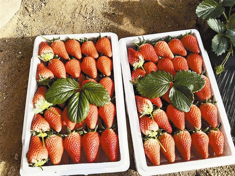 大连普兰店区—— “红颜”草莓让农户增收致富“乐开颜”