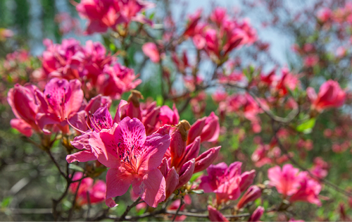 【河南供稿】平顶山：首届鲁山杜鹃花节将于4月18日“踏歌”开幕