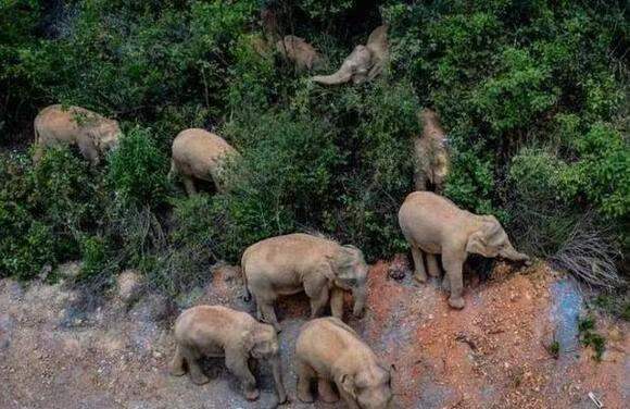 雲南の野生ゾウ15頭 500キロ北上し昆明市に近づく_fororder_网2