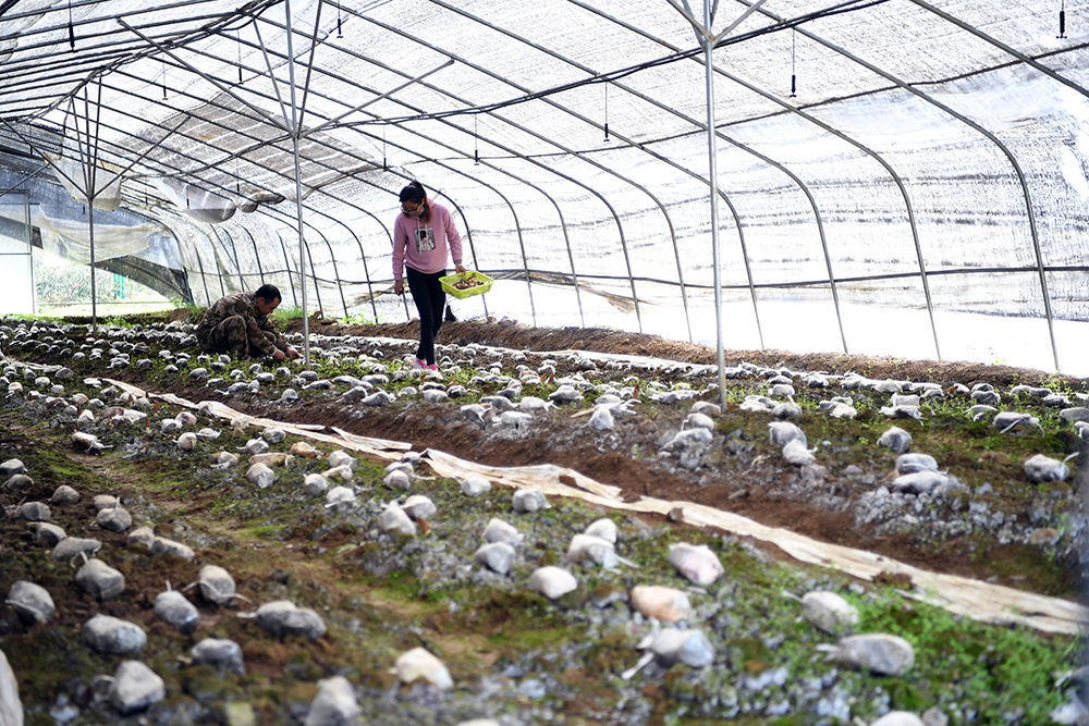 【聚焦重庆】山城重庆攻坚“两不愁三保障”一线观察