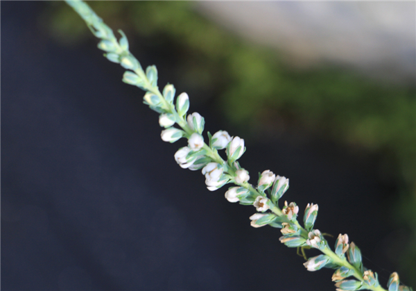 OK【湖北】三峡集团再次实现濒危植物疏花水柏枝种子繁育