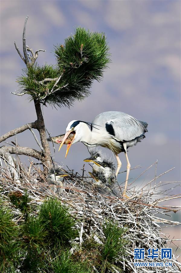 图片默认标题 图片默认标题_fororder_7