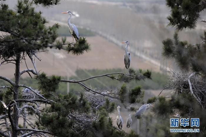 图片默认标题 图片默认标题_fororder_5