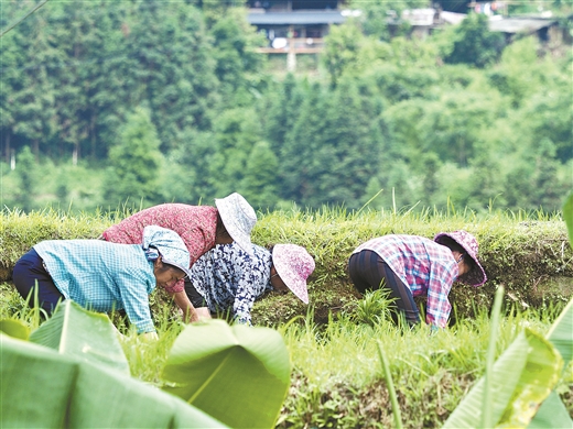 广西融水：苗山农耕 赓续千年