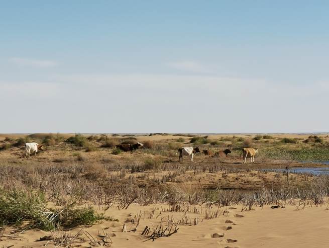 洪水対策と生態修復の両立で効果あげる＝クブチ砂漠_fororder_图片4