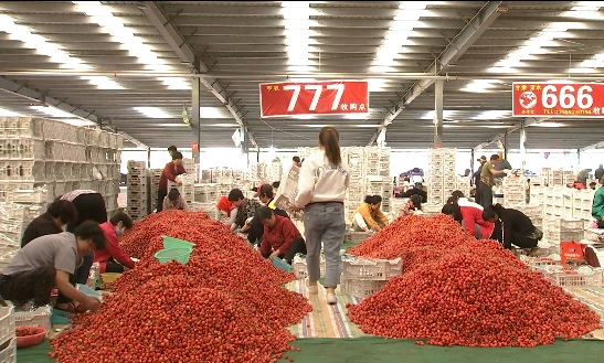 中国のさくらんぼ農家　収穫の最盛期を迎える_fororder_N6