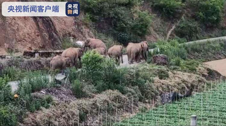 昆明玉溪现场指挥部同步运行 持续开展北迁象群监测