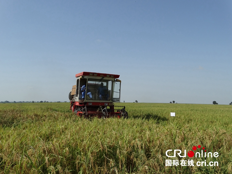 图片默认标题_fororder_6，中地海外尼日利亚凯比州瓦拉农场水稻收割。  （王新俊 摄）.JPG