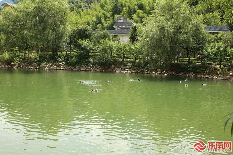 到武夷山观赏黑天鹅与野鸭