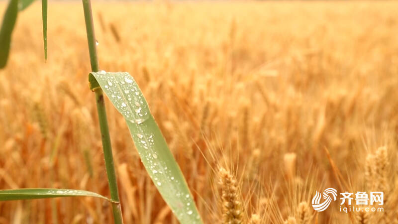 雨后小麦如何抢收？德州农技专家分类施策保麦收