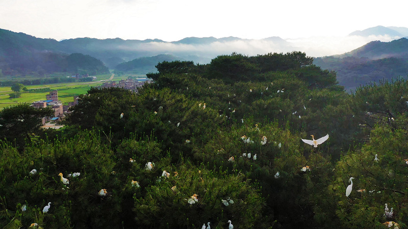 广西钟山：鹭鸟栖息结队行 绿水青山寄衷情