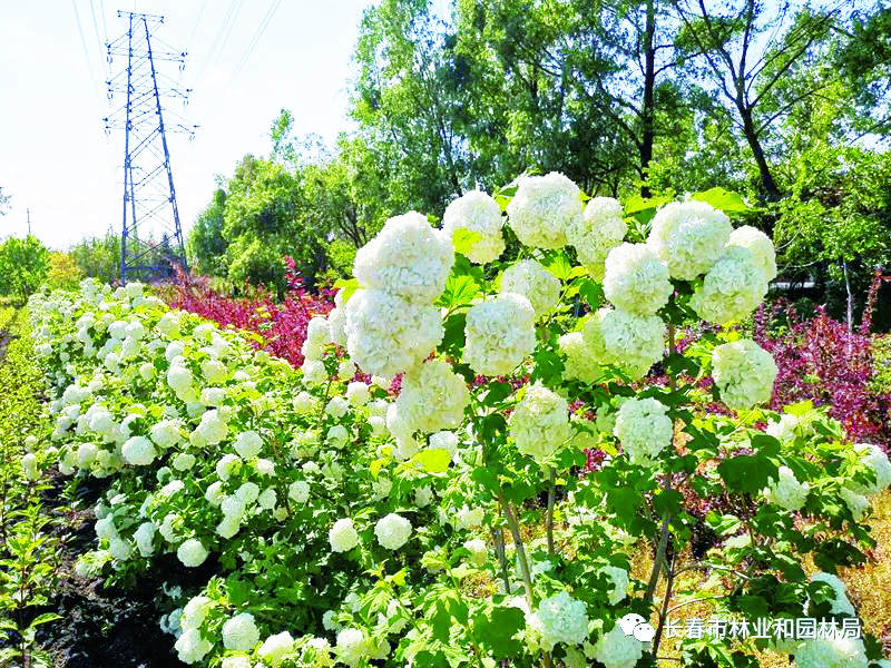 欧洲木绣球“玫瑰”在长春盛开