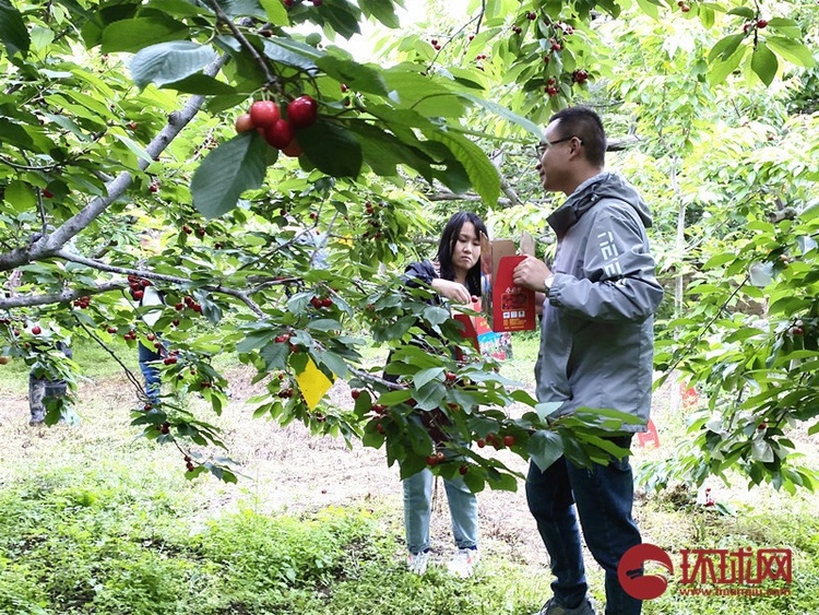 （转载）又到樱桃采摘季 四川茂县迎客来