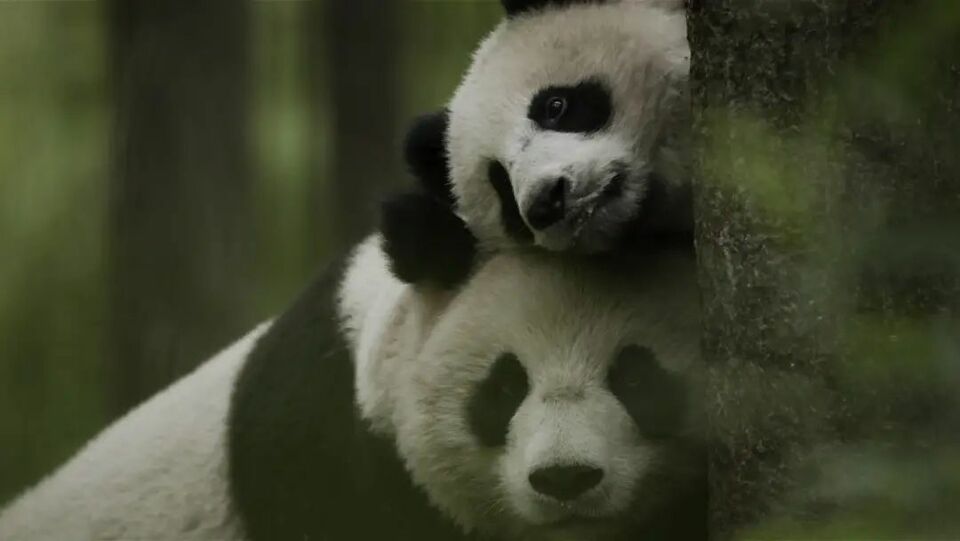 中国“明星动物”成团亮相《国家公园：野生动物王国》
