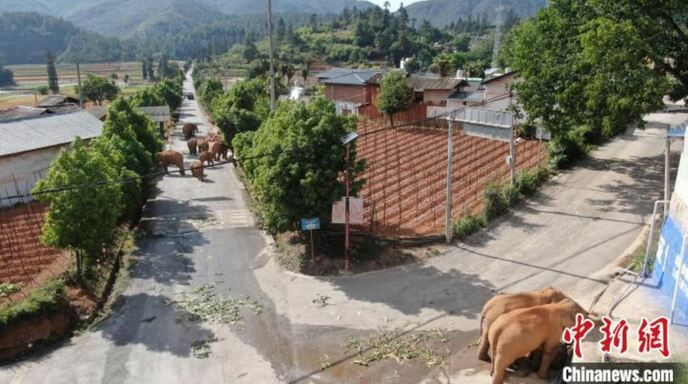 एशियाई हाथियों का झुंड अब भी खुनमिंग के चिननिंग जिले में है_fororder_捕获.JPG