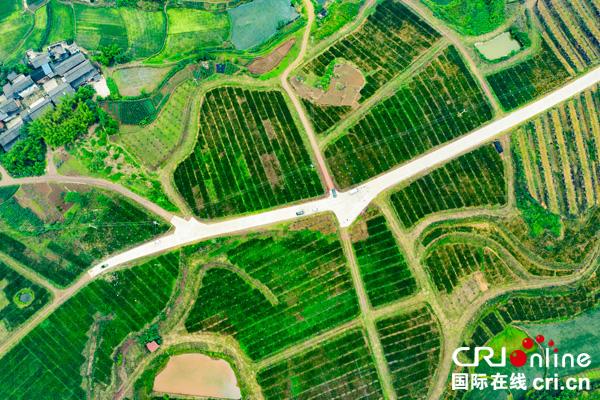 图片默认标题_fororder_5贡井区万亩优质杂交柑桔示范园（摄影-廖志全）