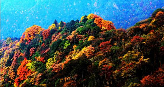 【景区动态列表】金秋十月 重庆金佛山景区将迎来最美彩林季