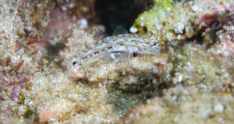 這是蜈支洲島海域海洋牧場中的蝦虎魚（5月24日攝）。新華社記者 楊冠宇 攝