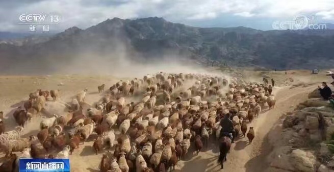 新疆、43万頭の家畜が夏の移動シーズンに_fororder_1951989206