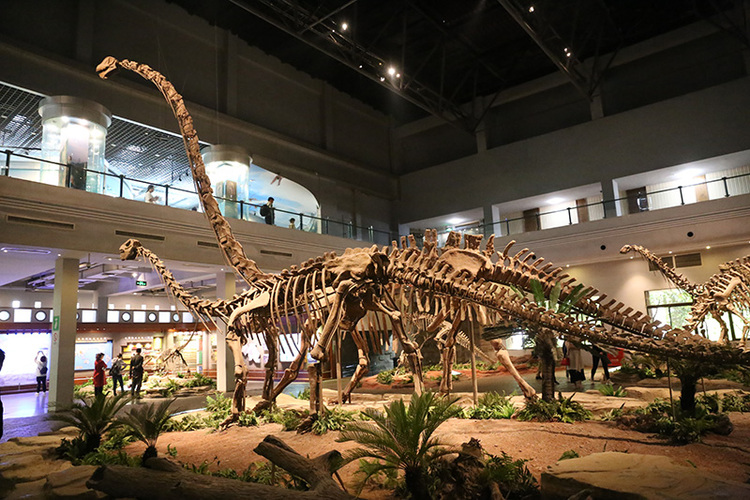 自贡恐龙博物馆 供图 自贡市文化广播电视和旅游局
