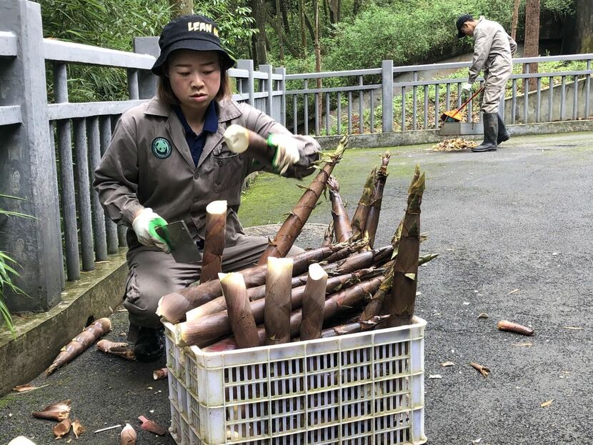 “Chị gấu trúc” Mã Thanh Tùng “Chị gấu trúc” Mã Thanh Tùng_fororder_tung4