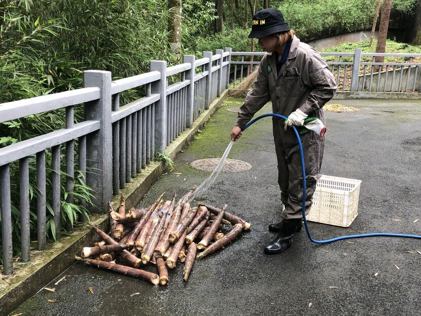“Chị gấu trúc” Mã Thanh Tùng “Chị gấu trúc” Mã Thanh Tùng_fororder_tung6