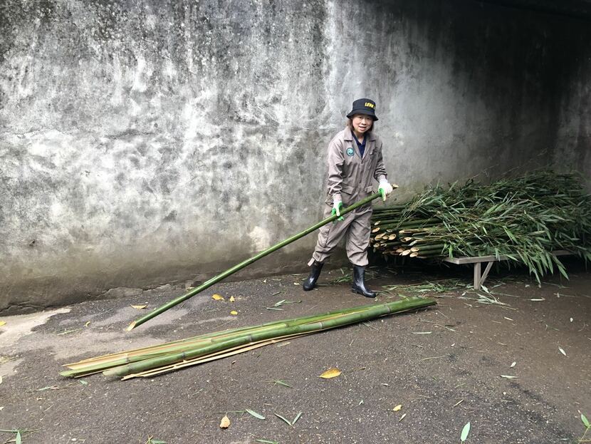 “Chị gấu trúc” Mã Thanh Tùng “Chị gấu trúc” Mã Thanh Tùng_fororder_tung5