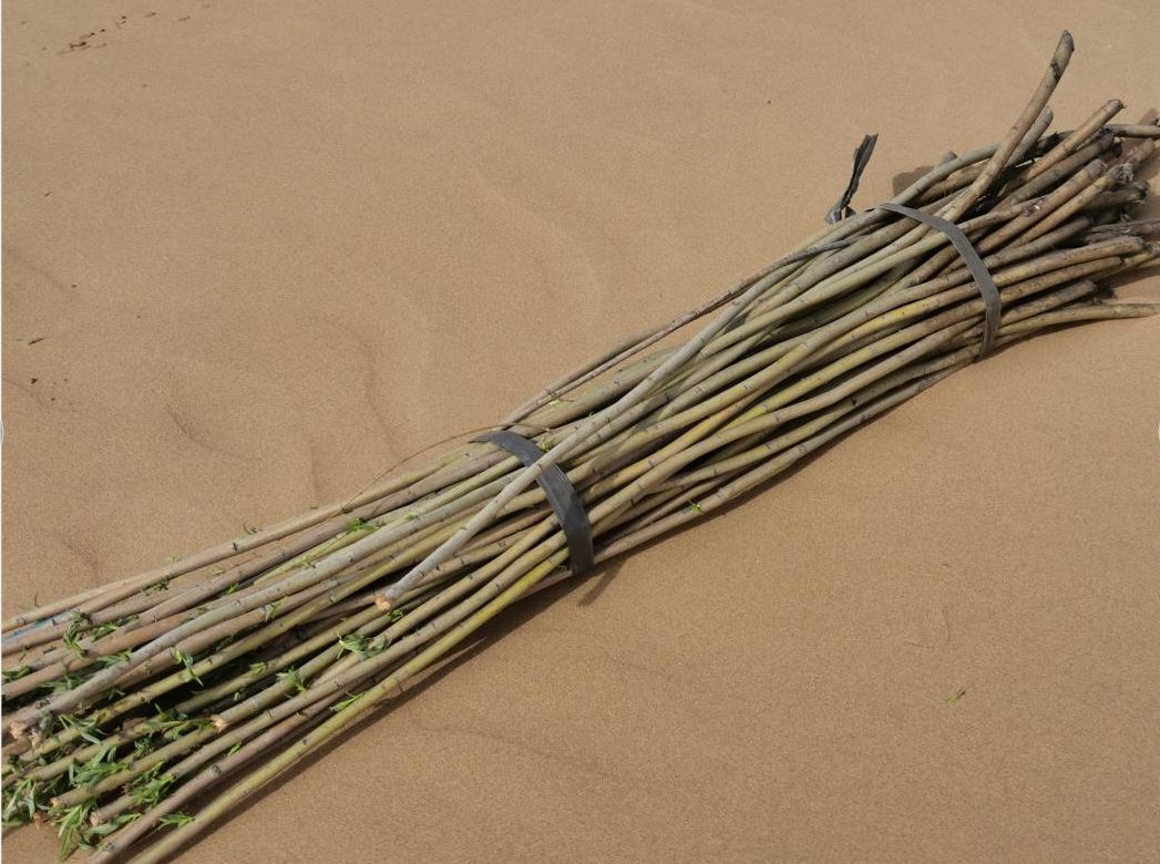 【マイクリポート】クブチ発の「低侵襲手術」が砂漠緑化に貢献_fororder_rBABDGCzmXKAAHEtAAAAAAAAAAA997.1047x780