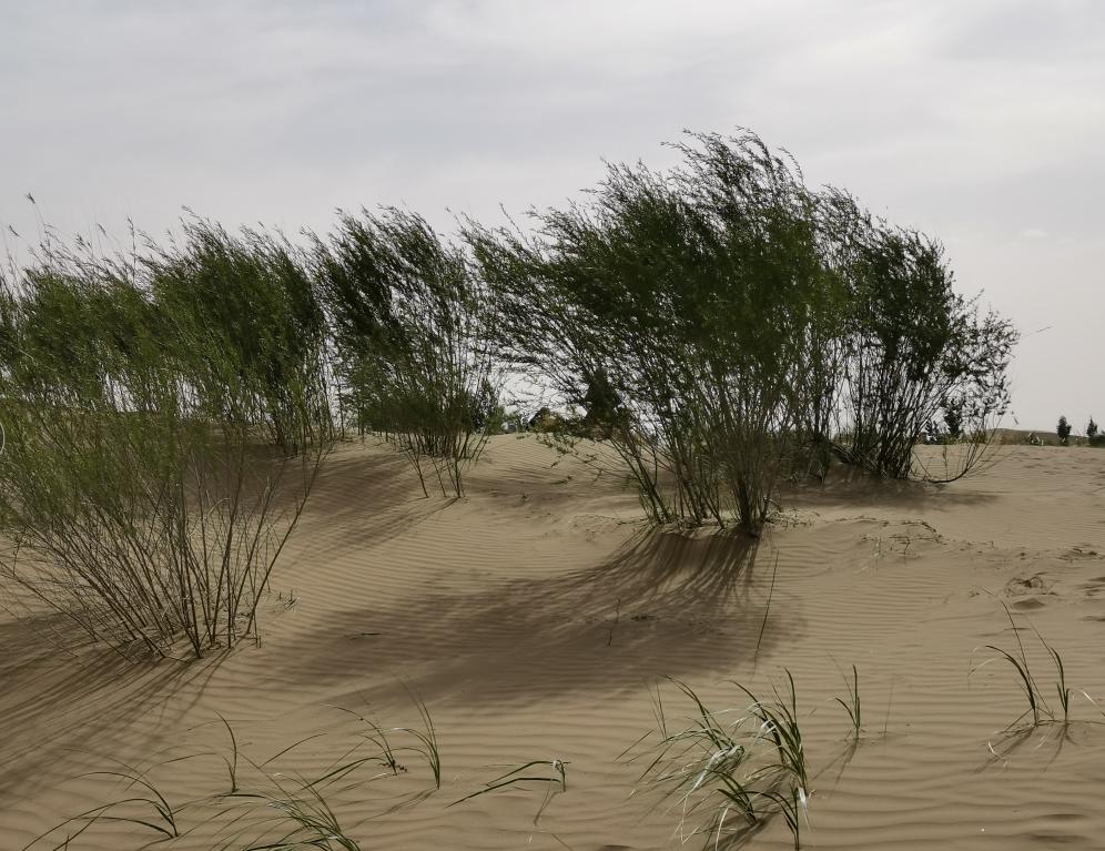 【マイクリポート】クブチ発の「低侵襲手術」が砂漠緑化に貢献_fororder_rBABCmCzmXSAQJkYAAAAAAAAAAA155.996x767