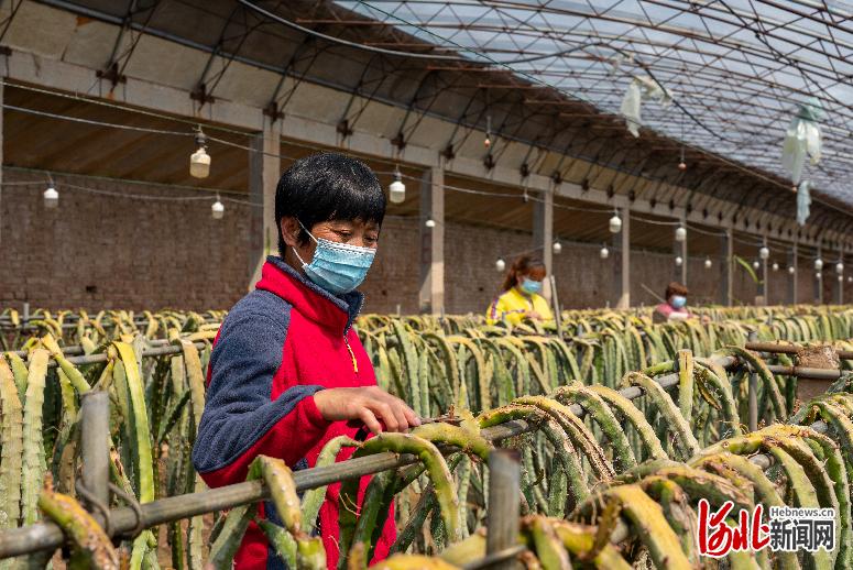 河北广宗:特色农业 助农增收
