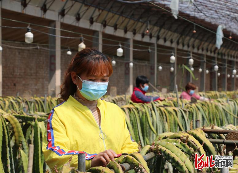 河北广宗:特色农业 助农增收
