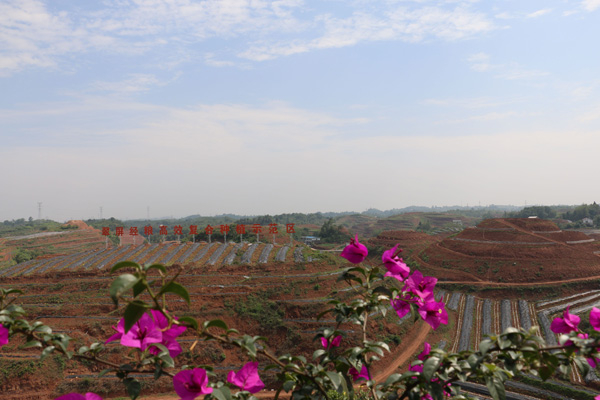 图片默认标题_fororder_翠屏优质晚熟柑橘现代农业产业园-叶昌荣-摄