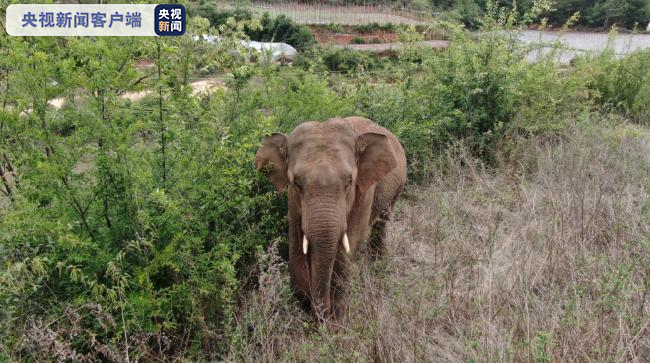 独走のゾウ 群れから12キロの密林に_fororder_网2-2