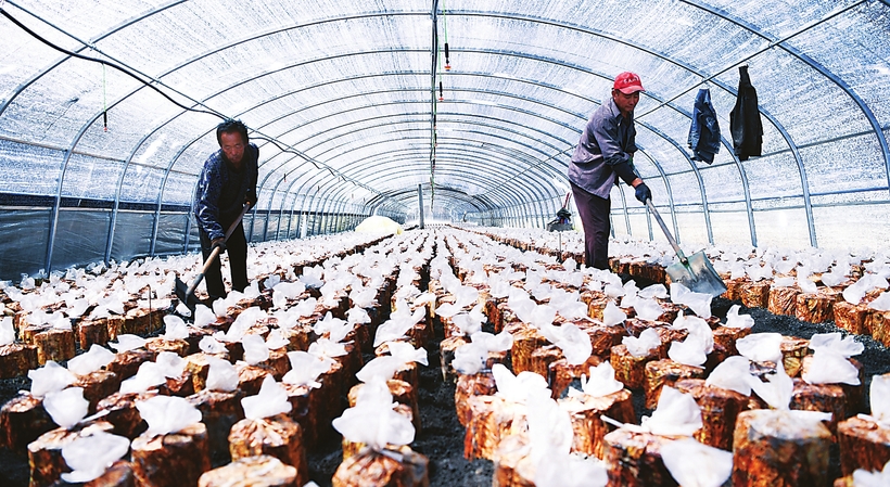 长白县建温室大棚种植基地 促村民收入提高